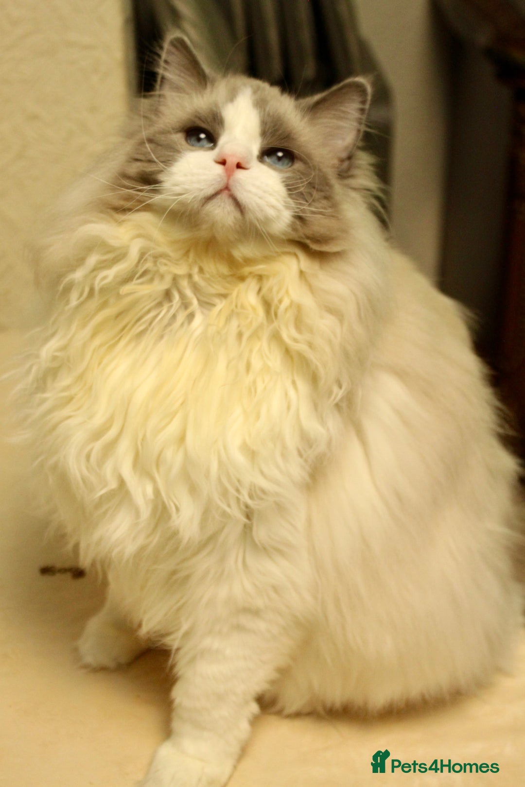 Ragdoll cats for sale: Retired King Ragdoll – Blue Point Bicolour - Advert 6