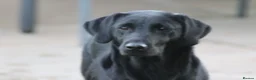 Labrador Retriever dogs for sale: Labrador retriever puppies  in Redruth - Advert 2