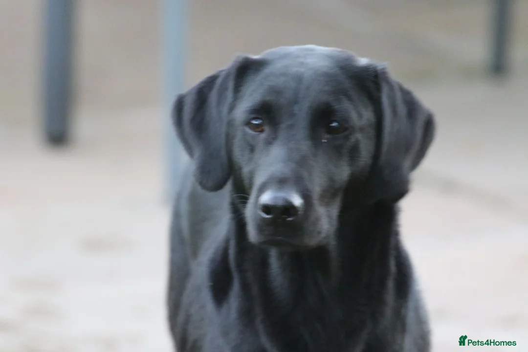 Labrador Retriever dogs for sale: Labrador retriever puppies  in Redruth - Advert 2