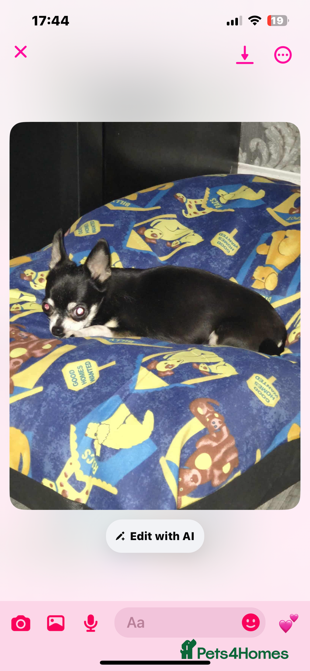 Mixed Breed dogs for sale: t cup chihuahua x pooshon - Image 6
