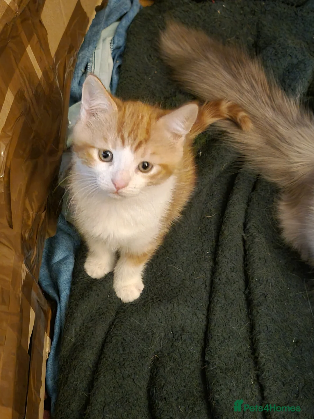 Mixed Breed cats for sale: Last little boy ready for his new home - Advert 5