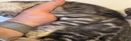 Bengal cats for sale: Rare Silver Grey Bengal TICA Kittens  - Advert 10
