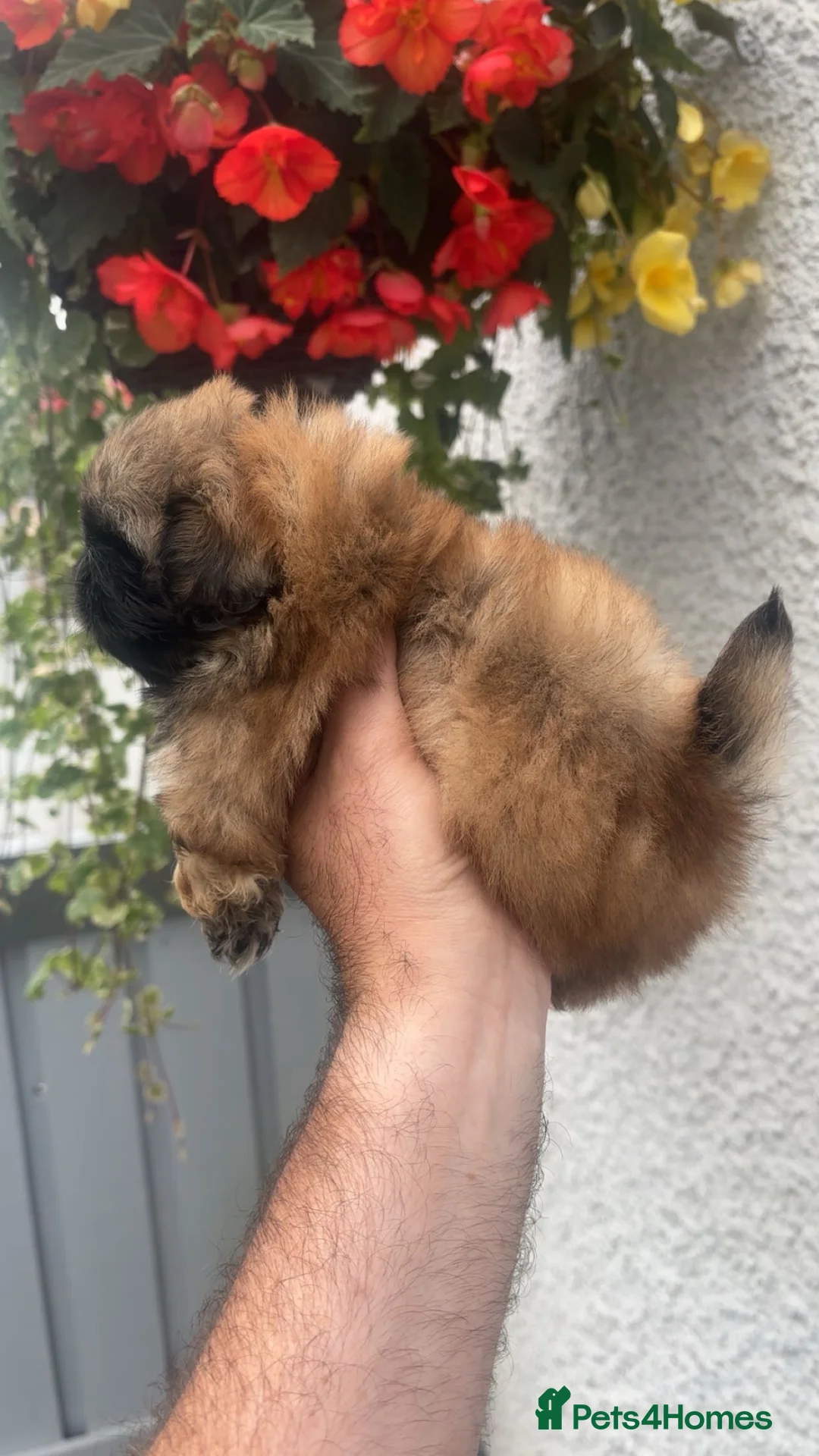 Pekingese dogs for sale: Stunning high quality Pekingese puppies  - Advert 2