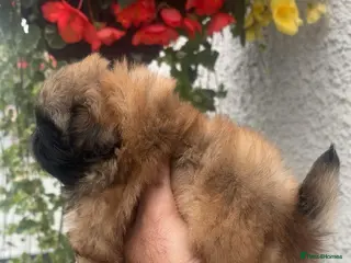 Pekingese dogs Stunning high quality Pekingese puppies - Advert 5