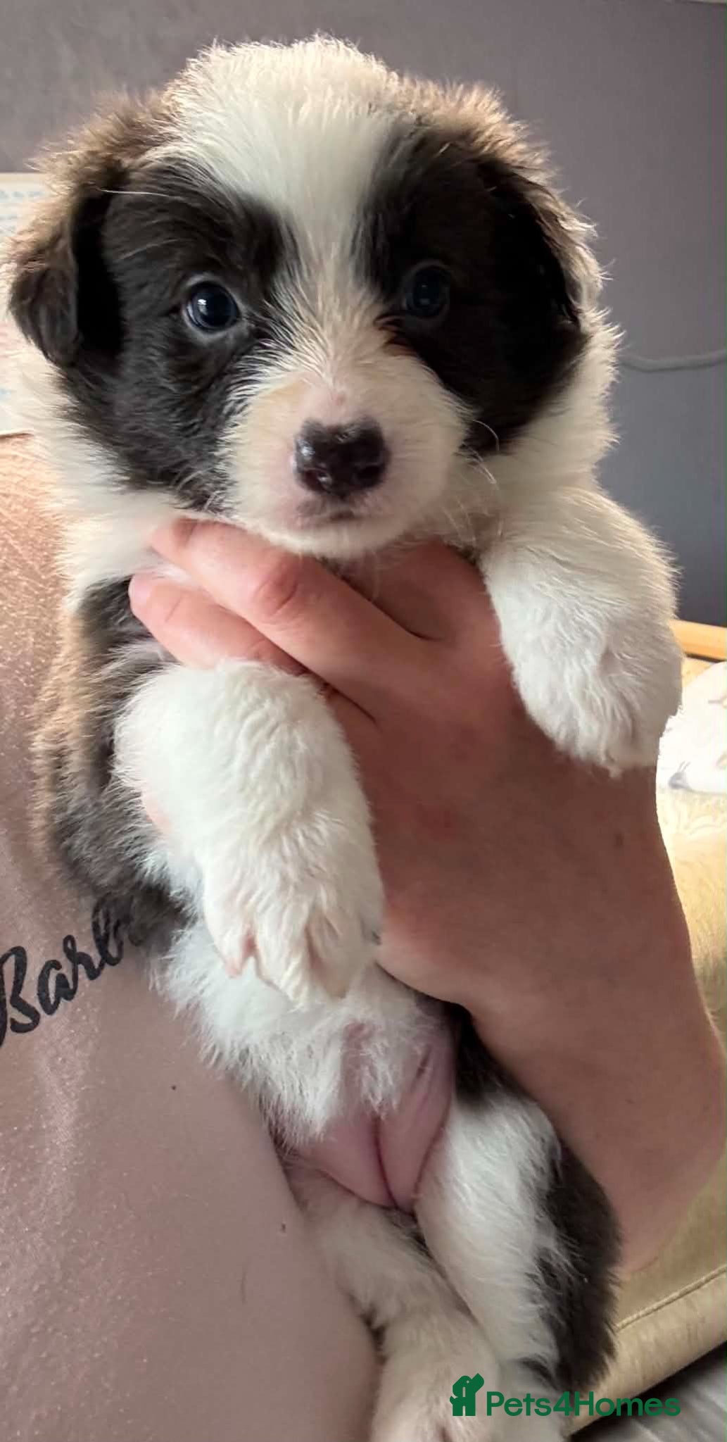 Border Collie dogs Outstanding Border Collie Puppies - Advert 2