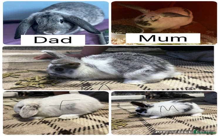 Mini Lop rabbits - Advert 10
