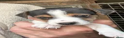 Jack Russell dogs for sale: Fantastic jack russel puppies - Advert 3