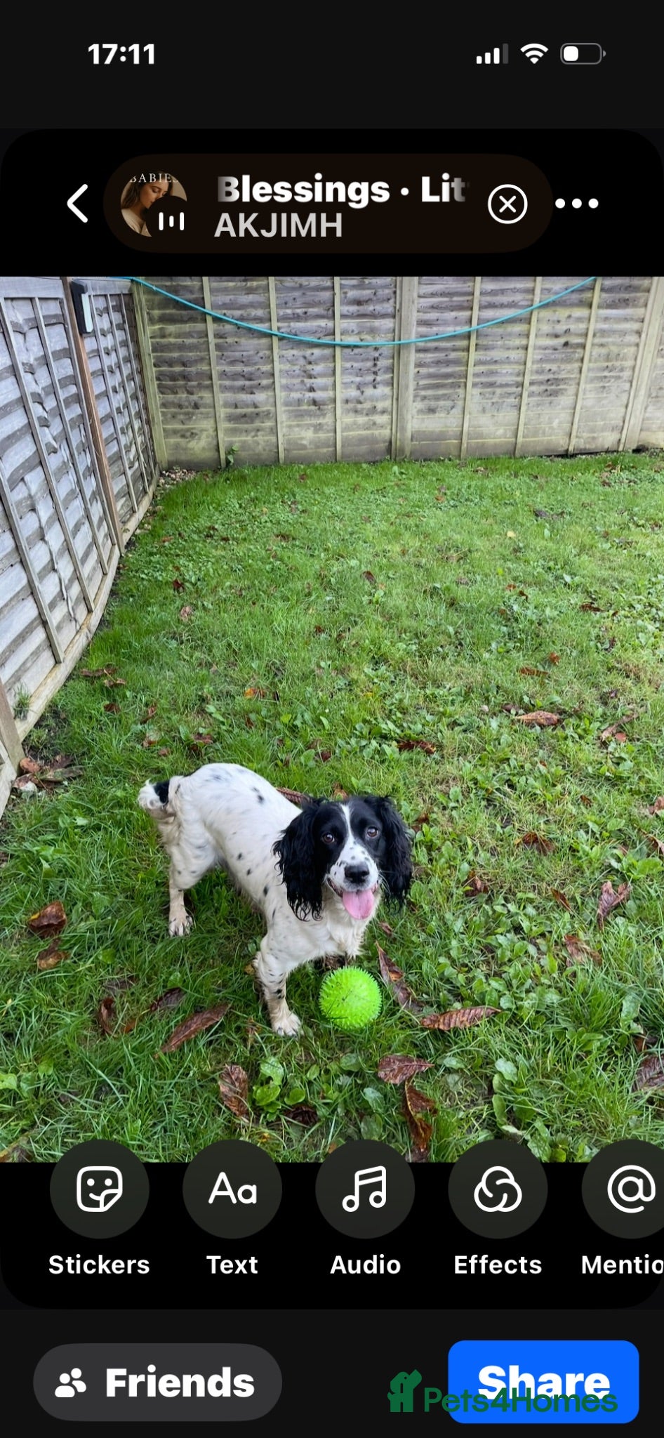Cockapoo dogs 🐾 beautiful cockerpoo puppies  - Advert 2