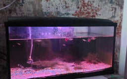 Other/Mixed Breed fish for sale: 2 fish tank with every thing inside - Image 6