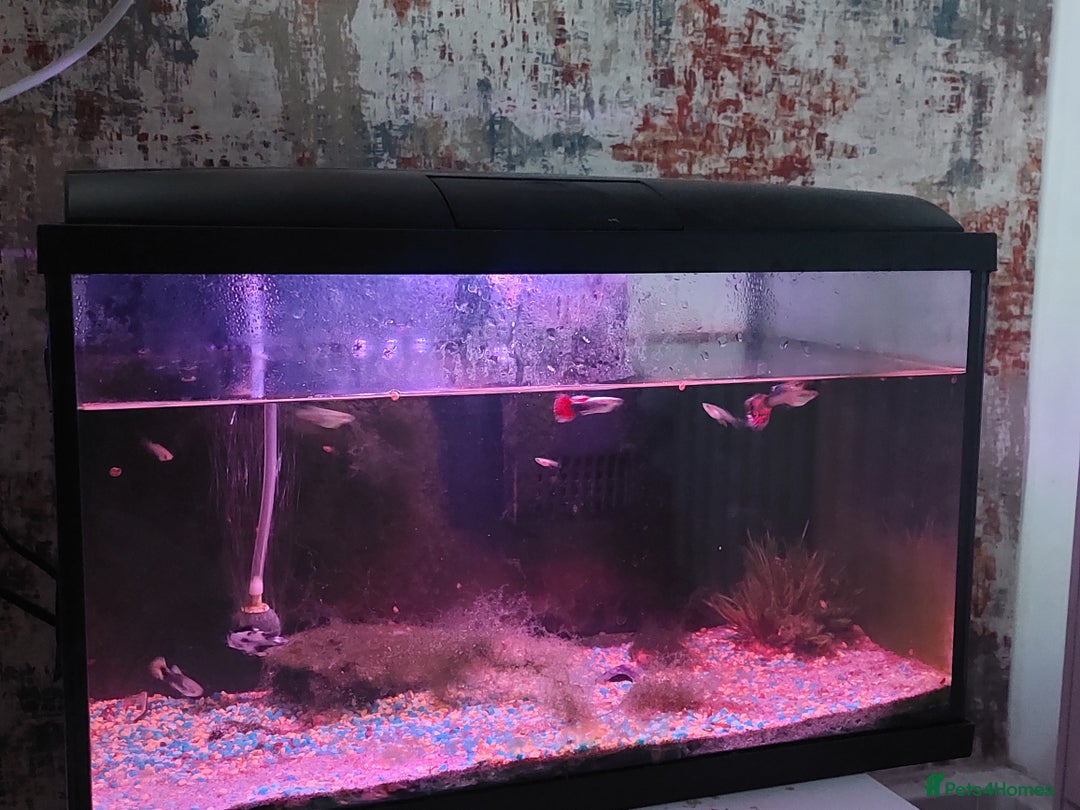 Other/Mixed Breed fish for sale: 2 fish tank with every thing inside - Image 6