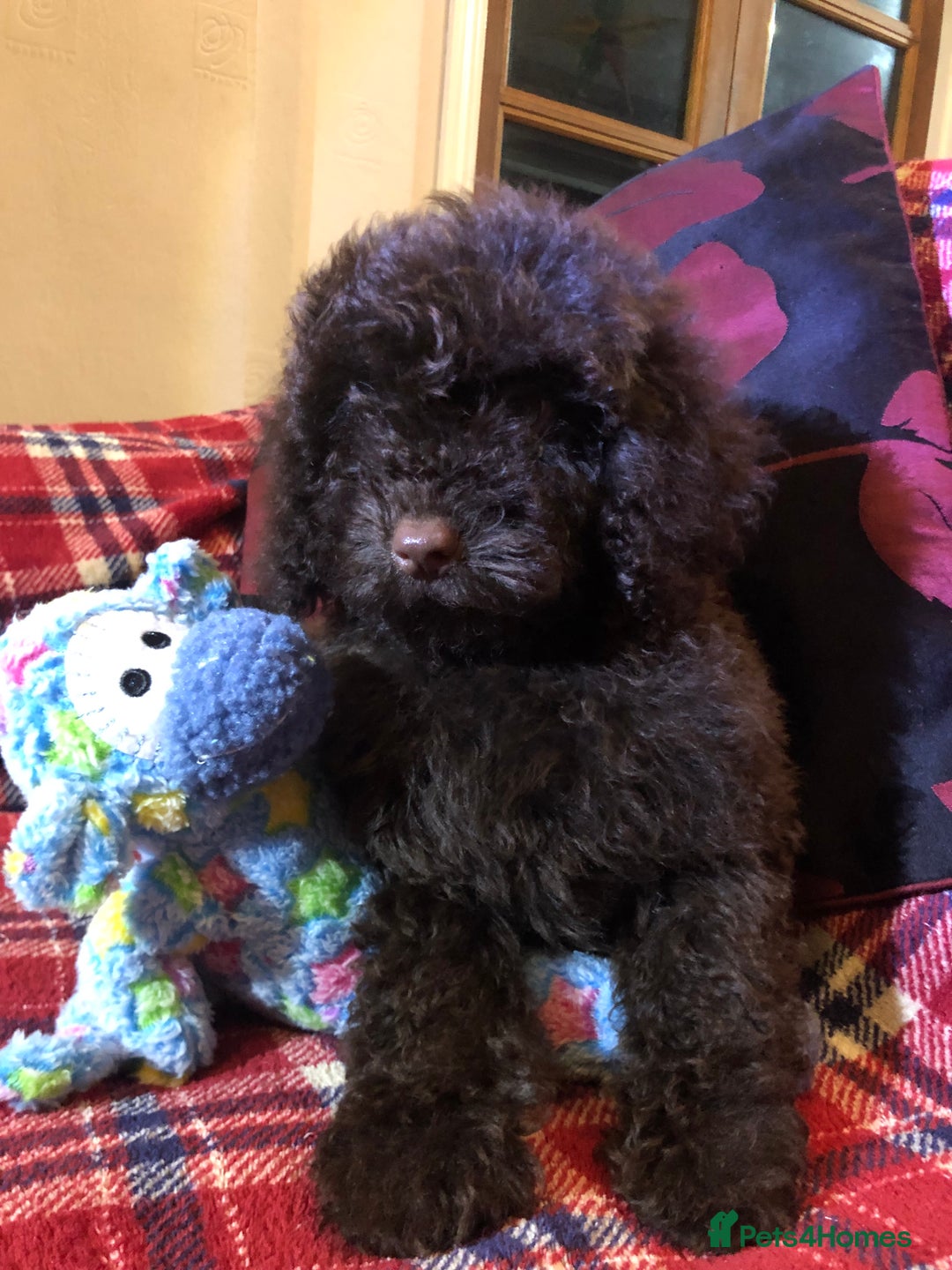 Cockapoo dogs for sale: Cockapoo puppies for sale  - Advert 39