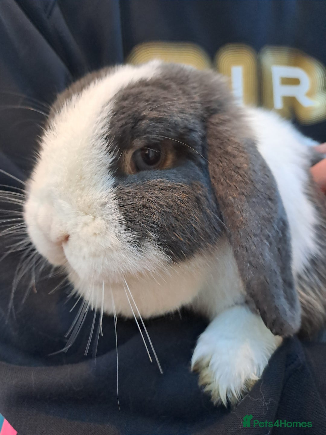 Mini Lop rabbits for sale: Male (Neutered) & Female Mini Lops (Very friendly) - Advert 10