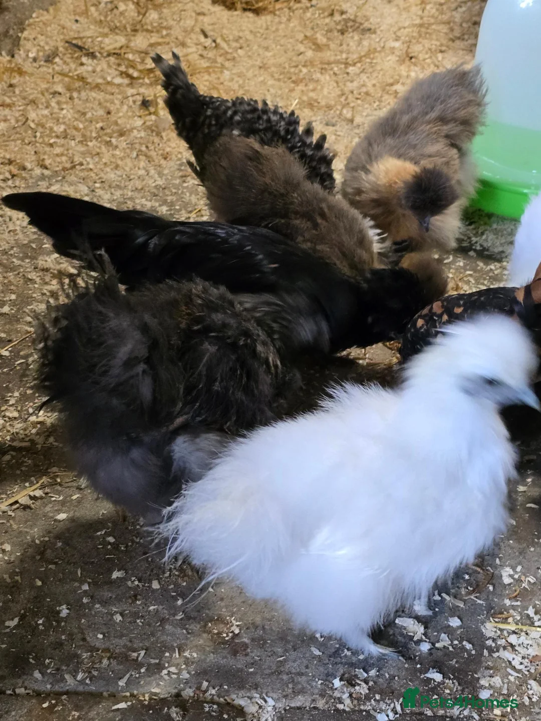 Chickens poultry for sale: 1x big for his age grey polkie  - Advert 6