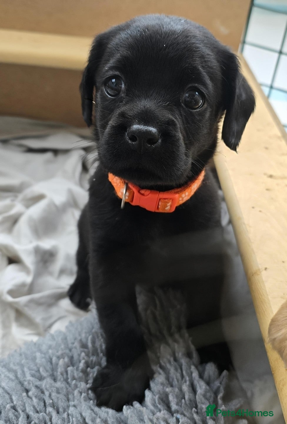 Mixed Breed dogs for sale: Cavador! Rare Ready 2 leave. 1 beautiful boy left. - Advert 27