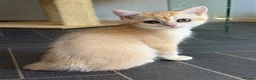 British Shorthair cats for sale: GCCF reg BSH Black Golden Kittens - Advert 5