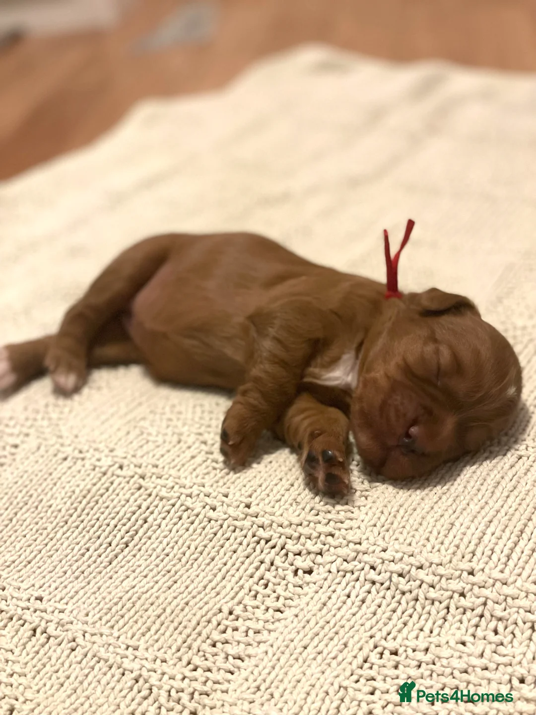 Cocker Spaniel dogs for sale: KC Working Cocker Spaniel Puppies  - Advert 9