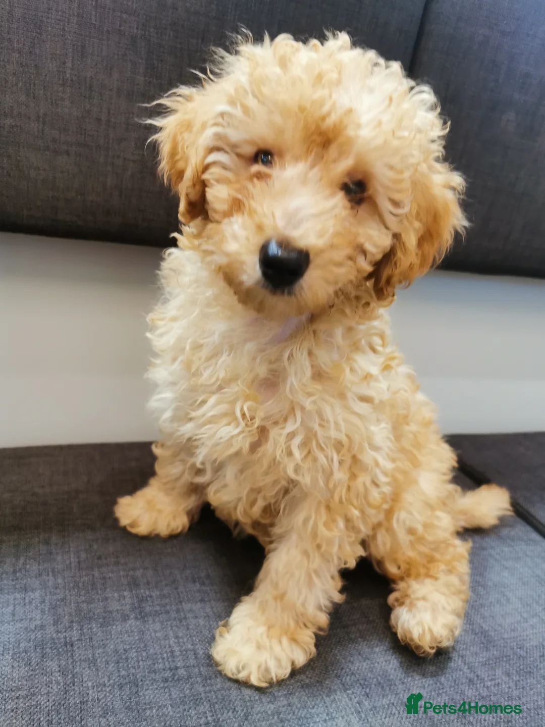 Toy Poodle dogs for sale:  READY TO LEAVE fully vaccinated kc regstrd GIRL - Advert 2