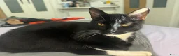 Mixed Breed cats for sale: Short haired mixed breed kittens  in Dorking - Advert 1