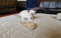 Ragdoll cats for sale: Ragdoll Kittens Available  - Image 10