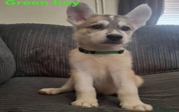 Shepsky dogs for sale: 4 beautiful shepsky puppies  - Image 3