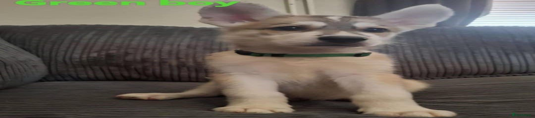Shepsky Puppy 3 ( green )