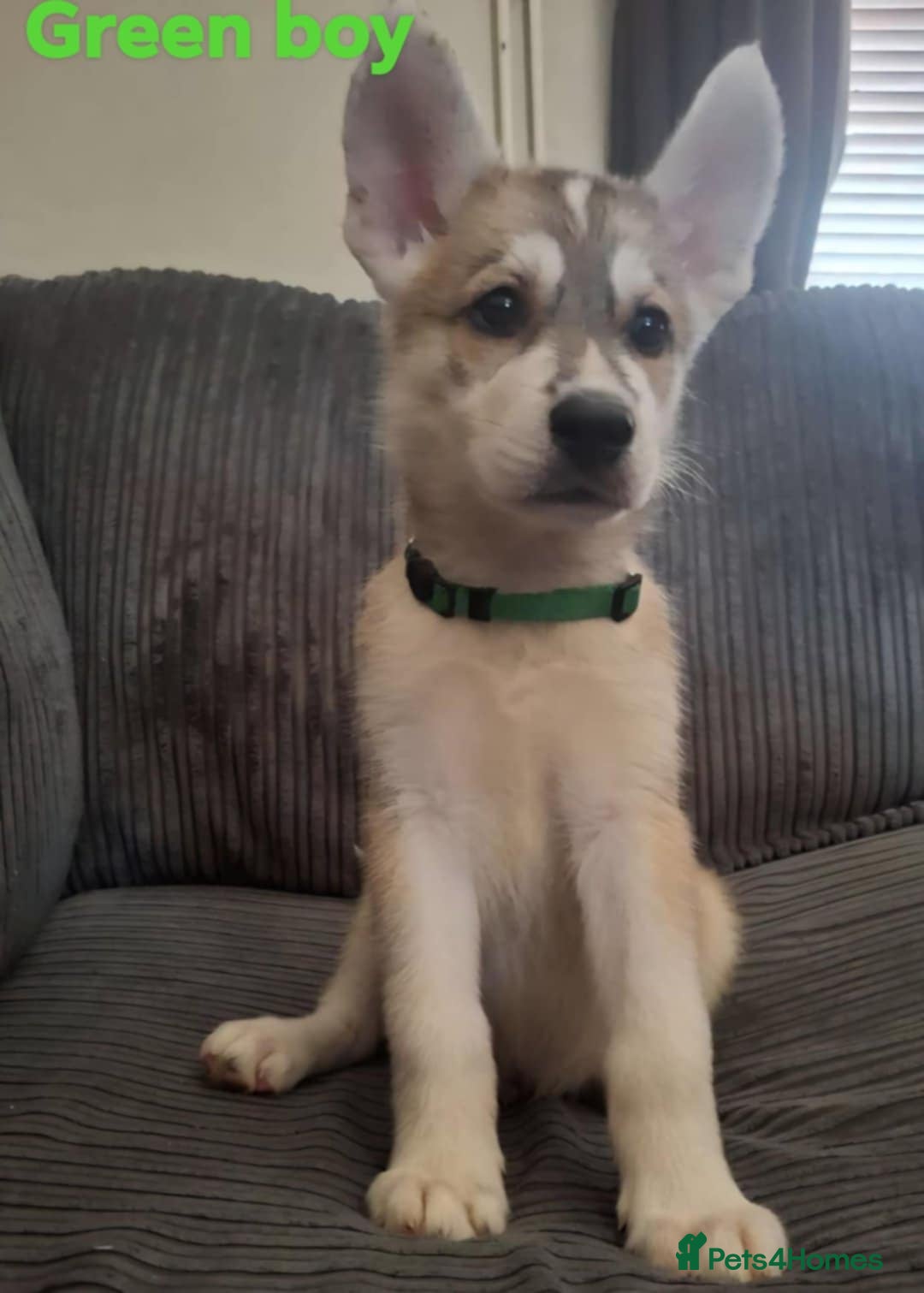 Shepsky dogs for sale: 4 beautiful shepsky puppies  - Image 3