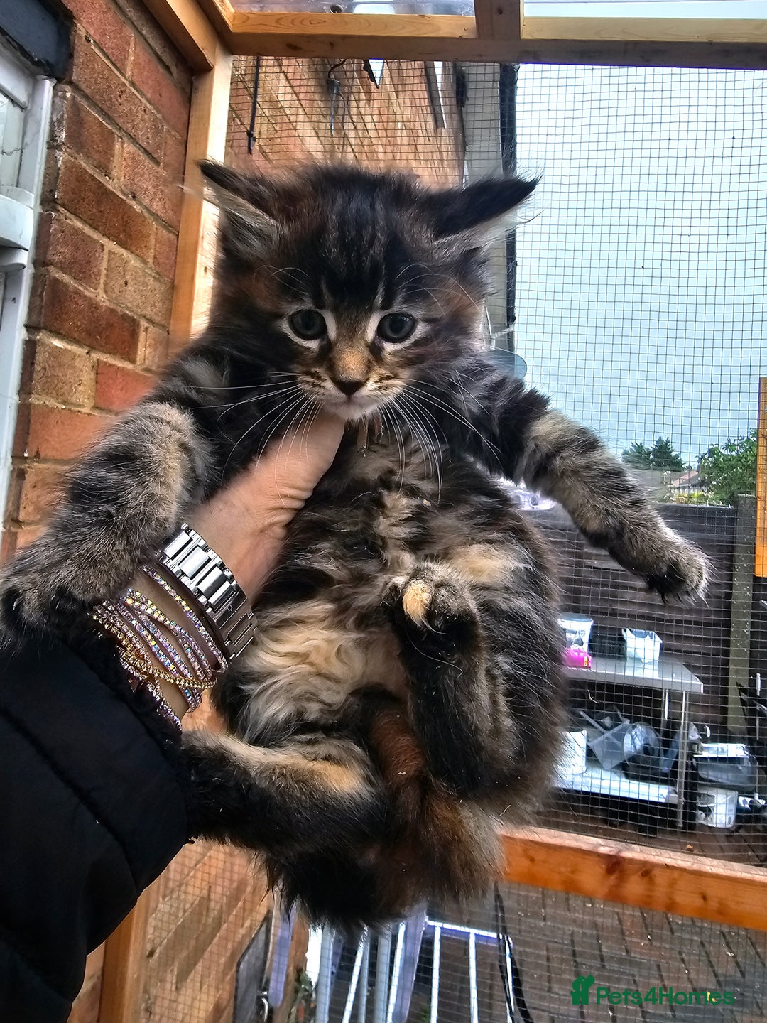 Maine Coon cats for sale: Maine Coon × Siberian  - Image 4