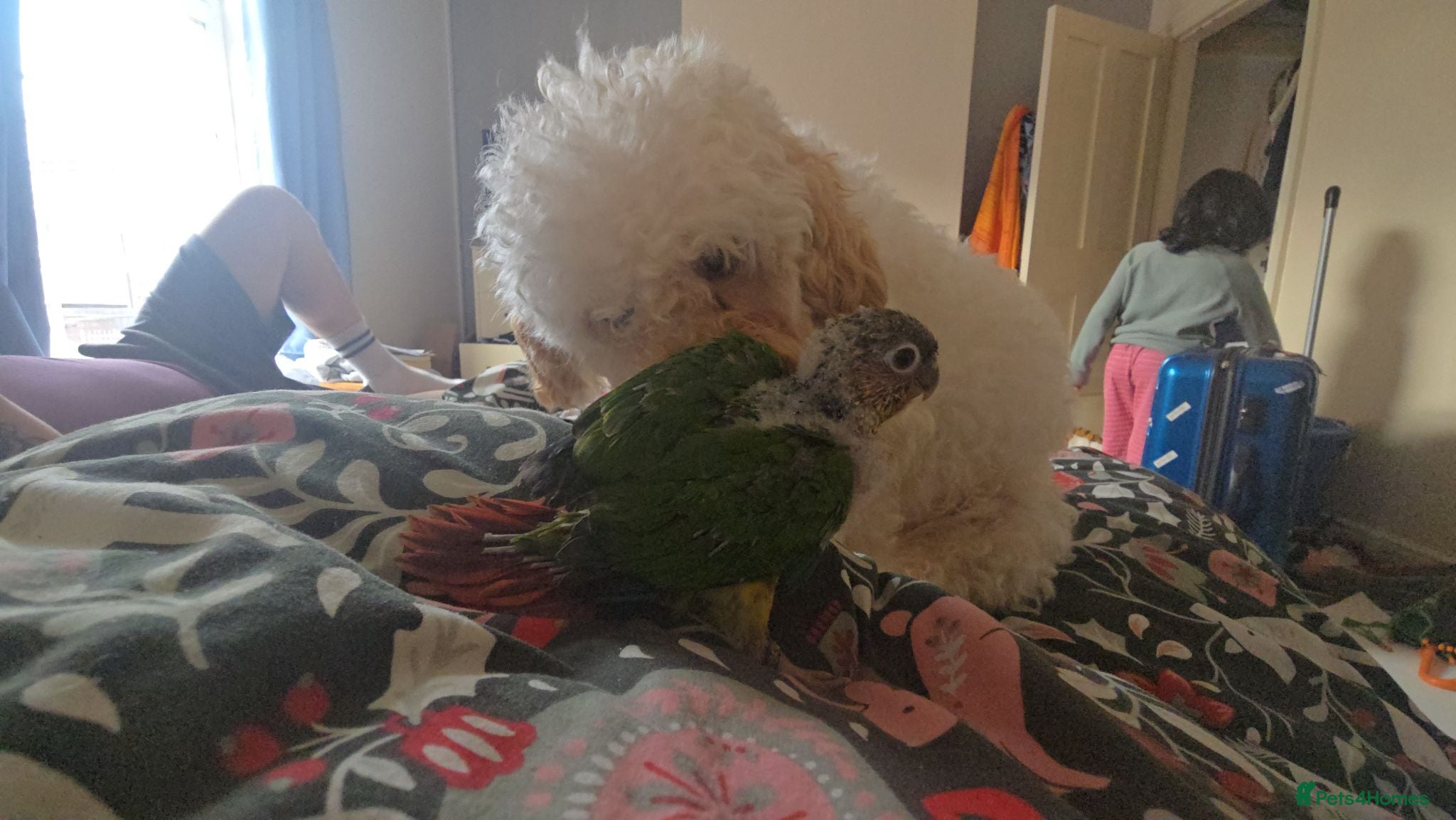 Conures birds Silly Hand-tamed Conure for sale - Advert 2