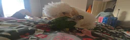 Conures birds for sale: Silly Hand-tamed Conure for sale - Advert 2