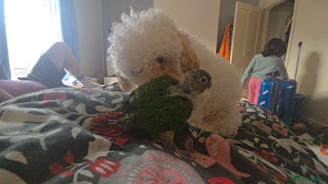 Conures birds for sale: Silly Hand-tamed Conure for sale - Advert 2