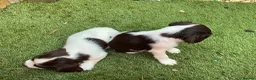 English Springer Spaniel dogs for sale: Beautiful springer spaniel puppies - Advert 22