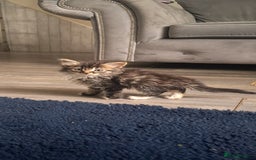 British Shorthair cats for sale: Gorgeous kittens ready now - Image 3