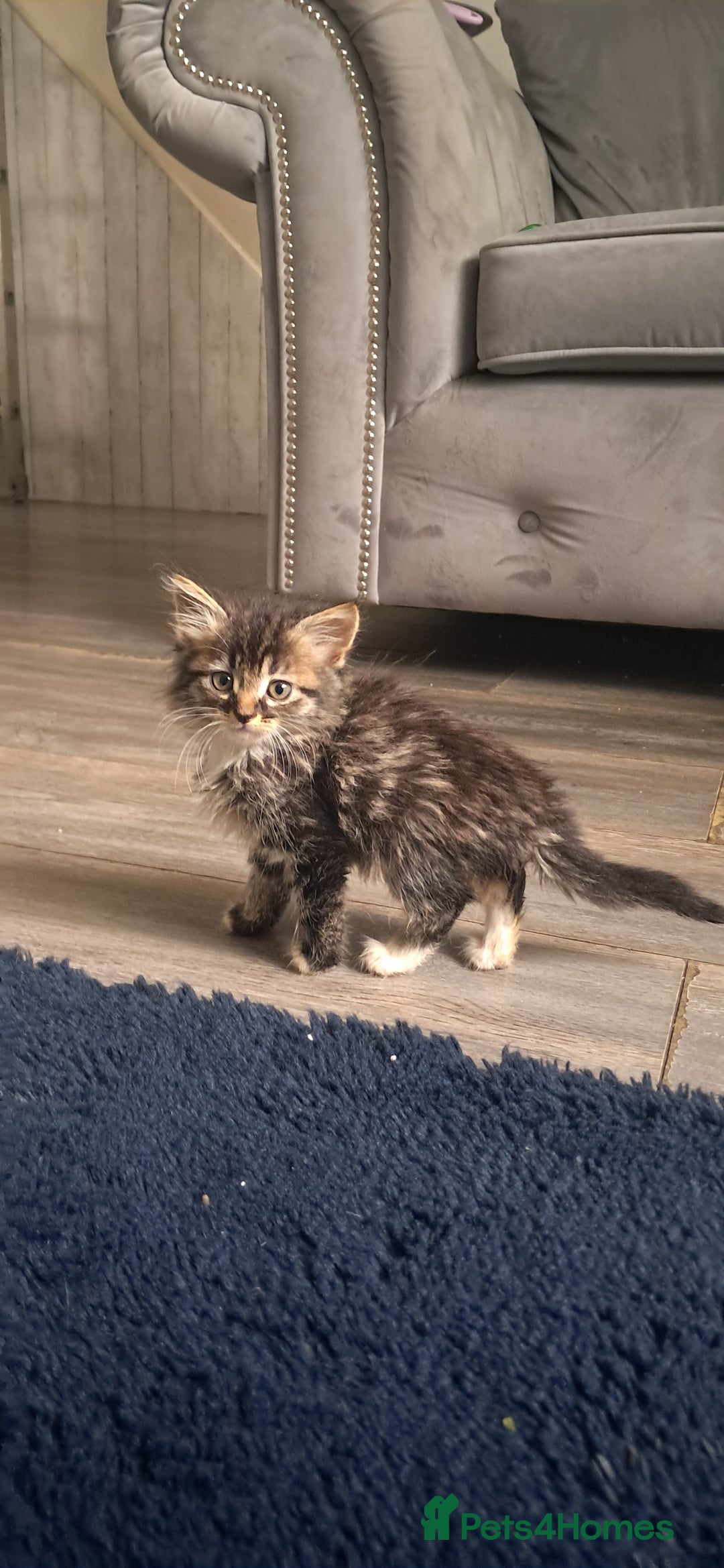 British Shorthair cats for sale: Gorgeous kittens ready now - Image 3