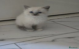 Ragdoll cats for sale: 3 beautiful girls left - Image 8