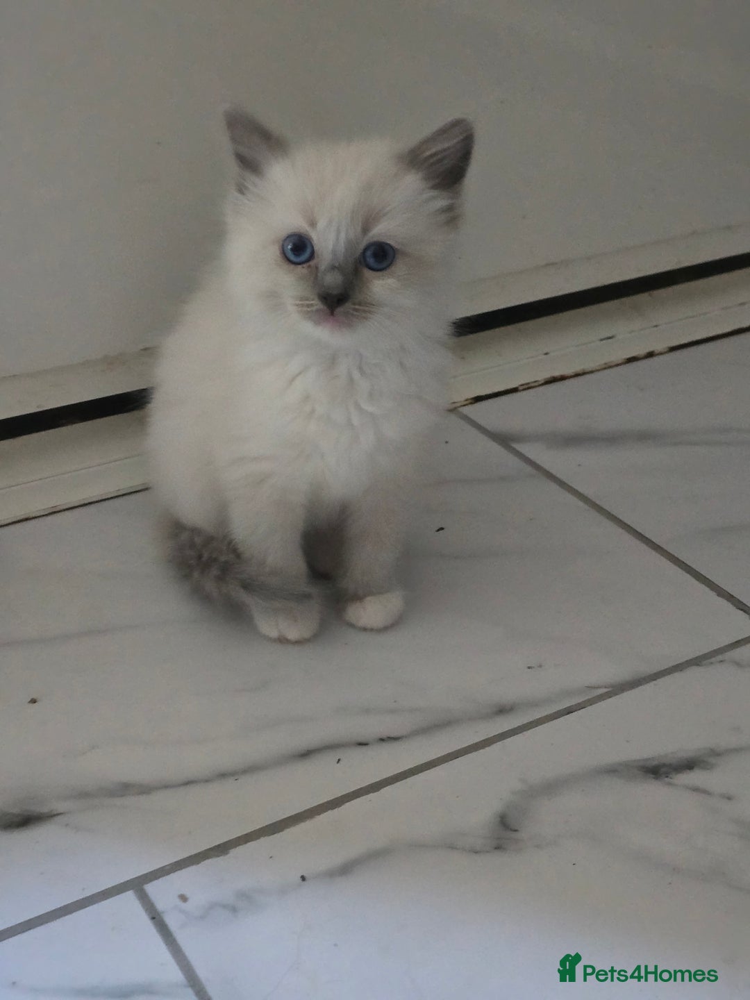 Ragdoll cats for sale: 3 beautiful girls left - Image 8