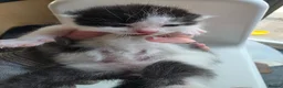 Mixed Breed cats for sale: FREE # 3 male / 1 female / Mother # FREE - Advert 12