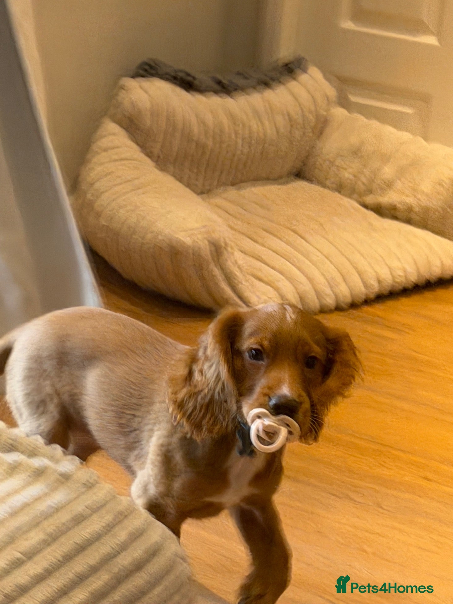 Cocker Spaniel dogs Jax working cocker spaniel puppy - Advert 11