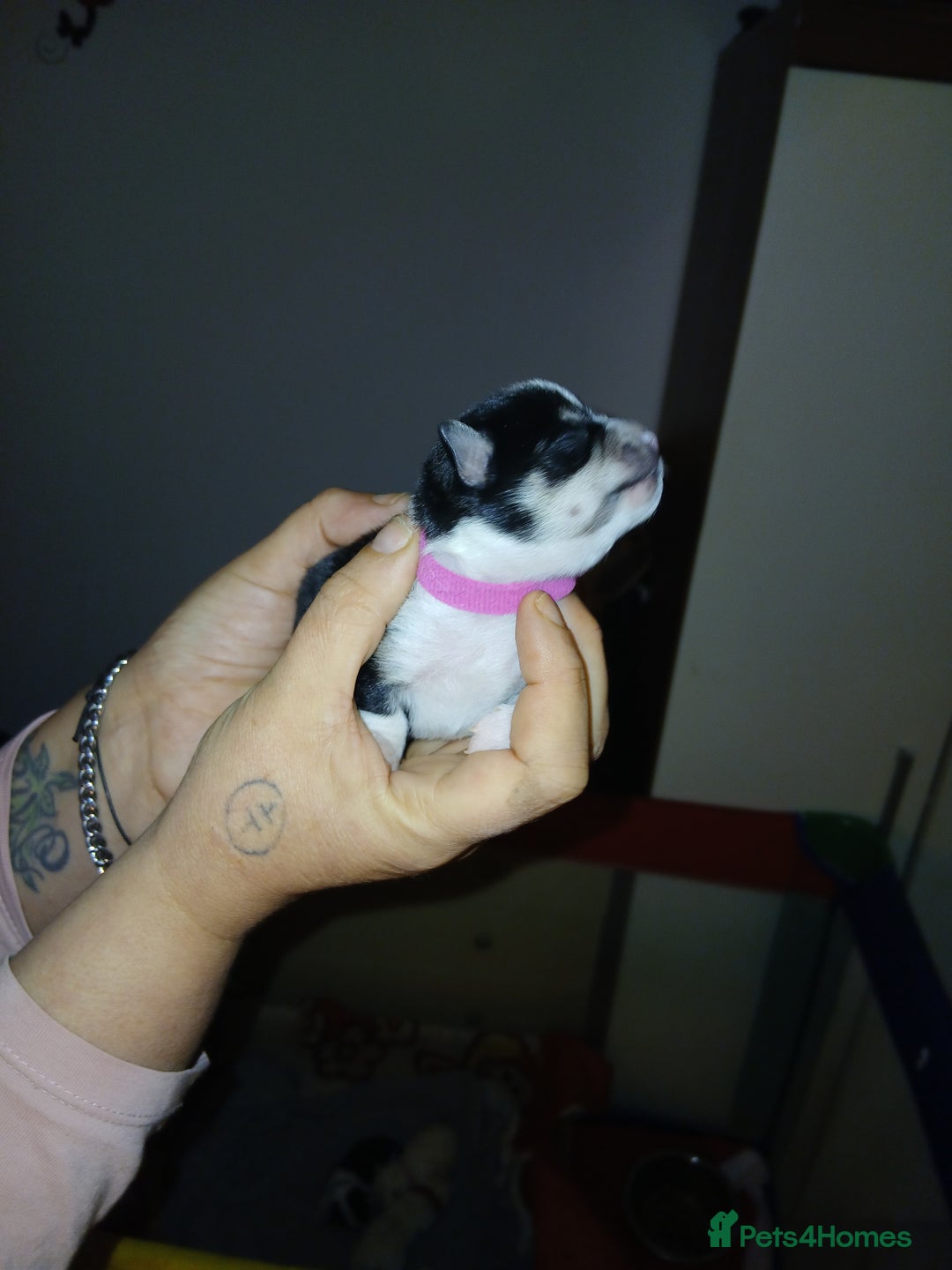 Chihuahua dogs for sale: Chihuahua puppys - Advert 6