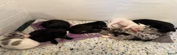 Lurcher dogs for sale: Lurchers for sale - Advert 2