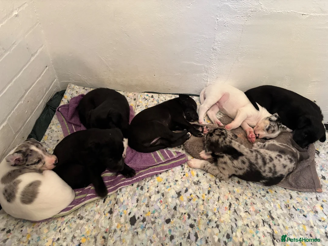 Lurcher dogs for sale: Lurchers for sale - Advert 2