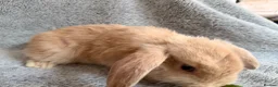 Mini Lop rabbits for sale: Adorable 8-Week-Old Baby Rabbits for Sale 🐰 - Advert 19
