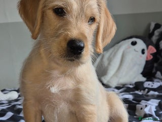 Labradoodle dogs - Advert 10