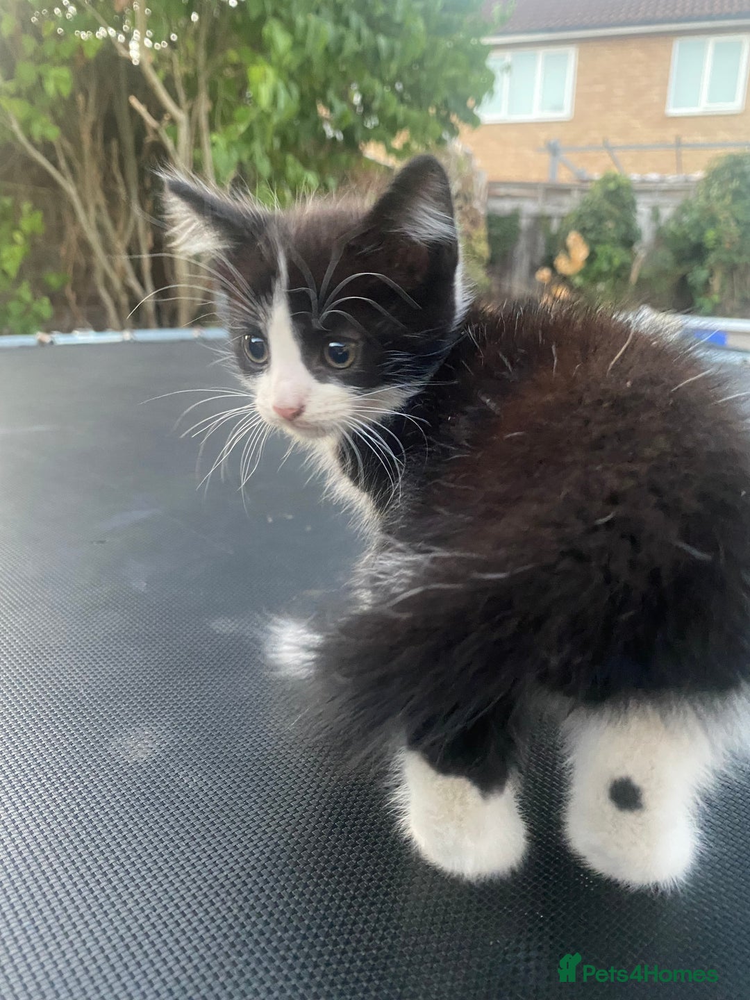 Bombay cats for sale: kitten for sale!! - Image 2