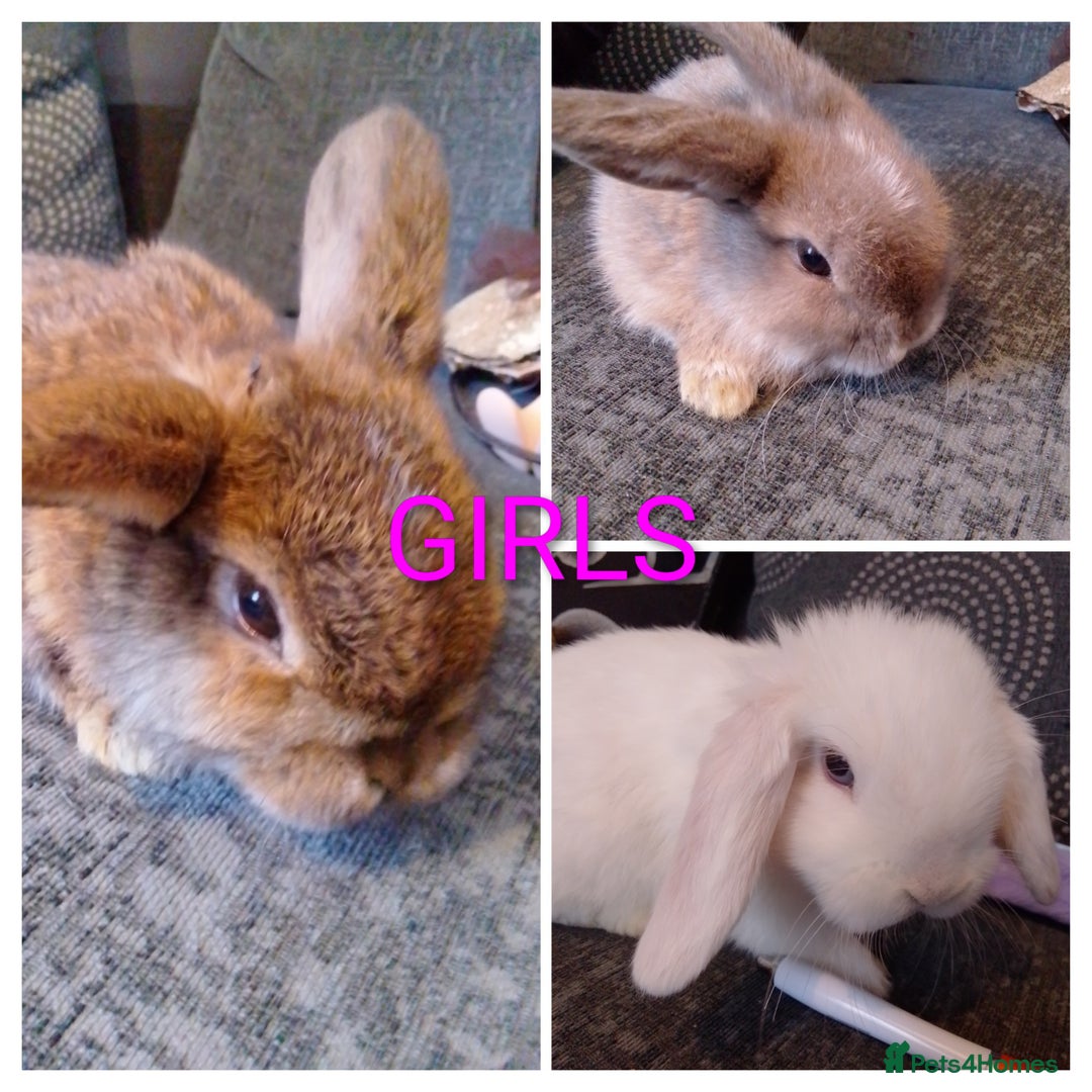 Mini Lop rabbits for sale: Beautiful Mini Lops Ready for new homes  - Image 2