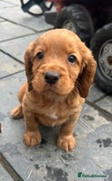 Cocker Spaniel dogs KC Registered Working Cocker Spaniel - Advert 7