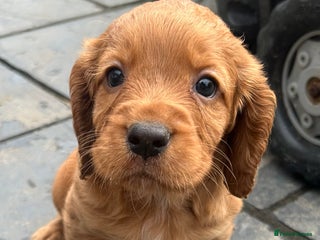 Cocker Spaniel dogs KC Registered Working Cocker Spaniel - Advert 4