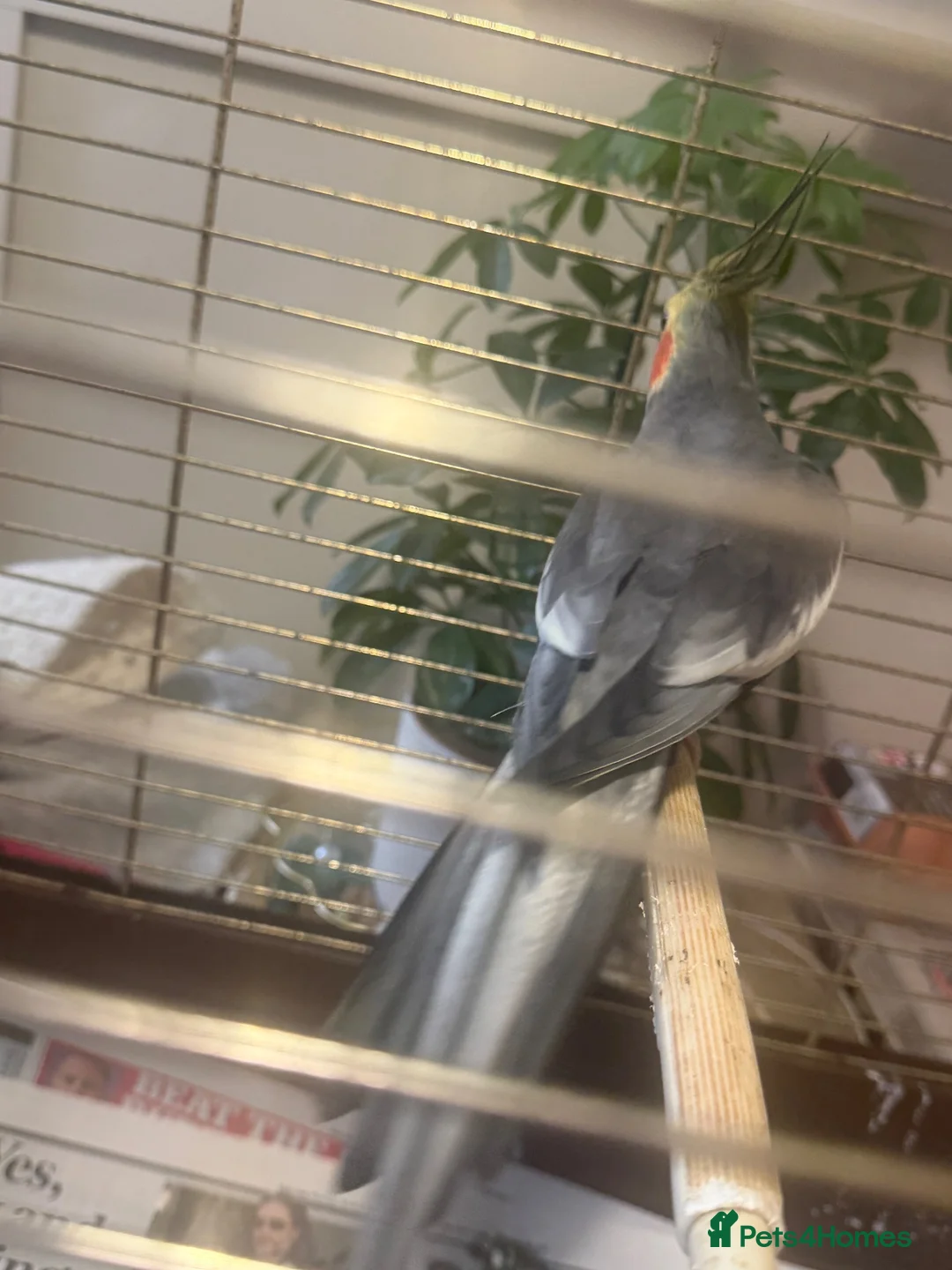 Cockatiels birds for sale: Cockatiel   - Advert 2