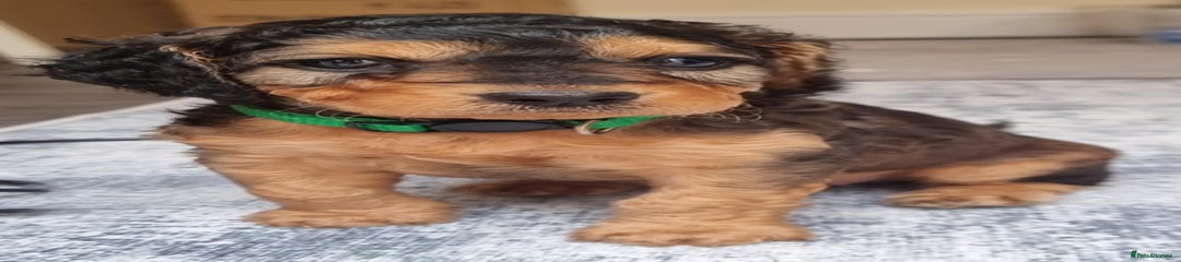 Cockapoo Ms Green (Puppy 7)