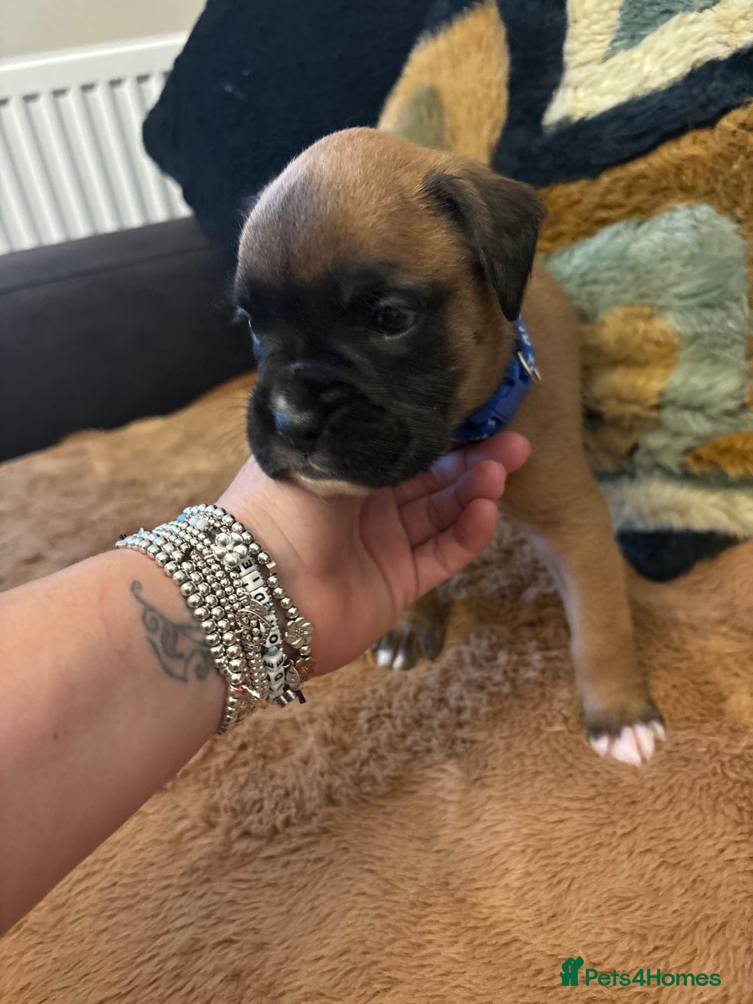 Boxer dogs for sale: Boxer puppies 5 bitches 1 boy  - Advert 10