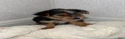 Yorkshire Terrier dogs for sale: Yorkshire terrier puppies for sale  - Advert 7